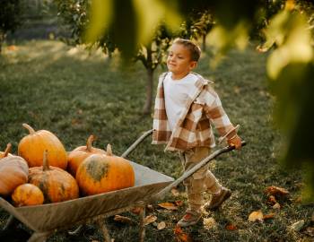 boy pushing wheelbarrow of pumpkins